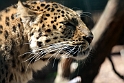 amurleopard IMG_5411